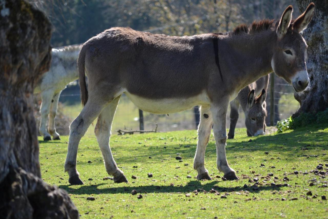 فيلا Quinta Da Alcaidaria Mor Ourém المظهر الخارجي الصورة